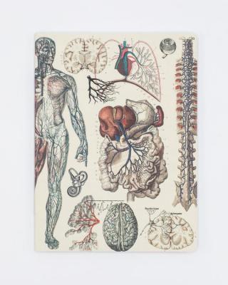 742042875634 Notebook, Anatomy Vascular Heart Softcover Lined
