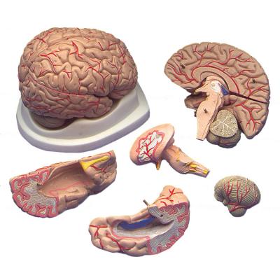 C20C Budget Brain Model With Arteries
